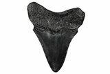 Juvenile Megalodon Tooth - South Carolina #356866-1
